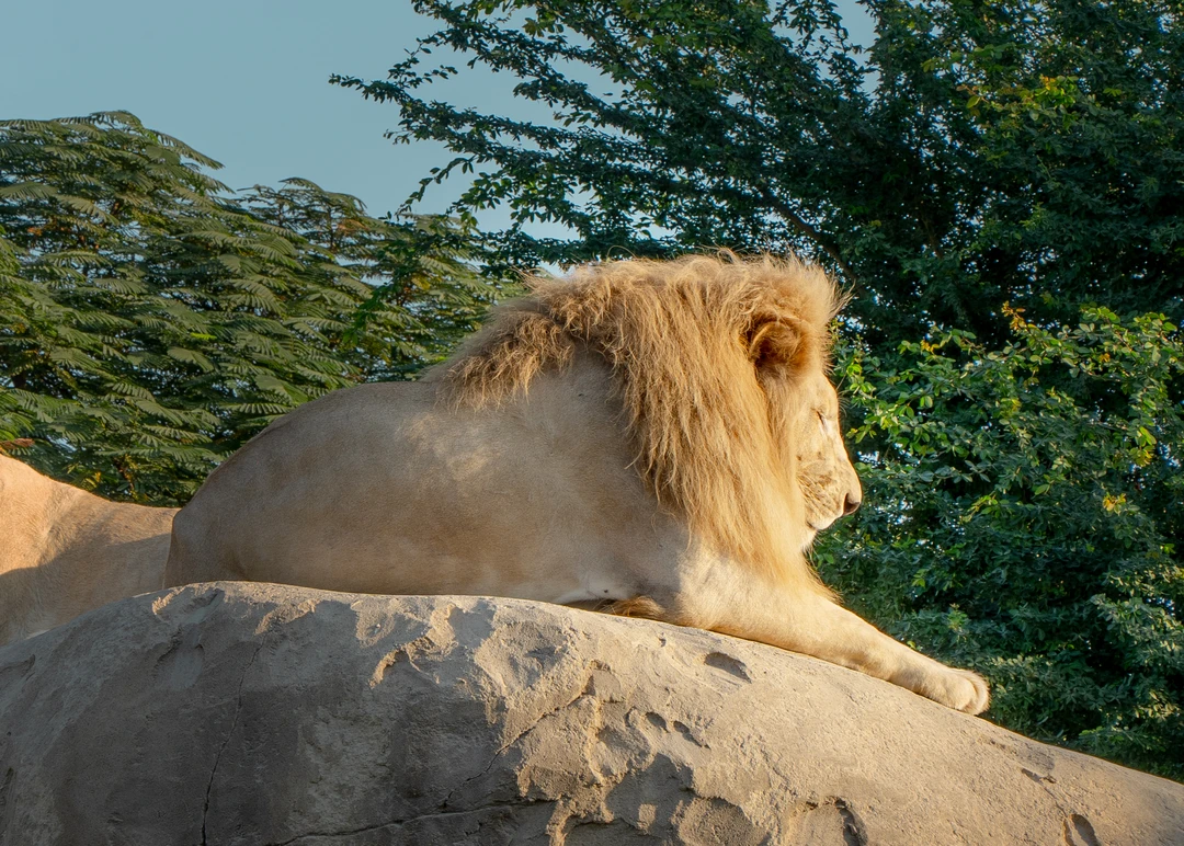 African Village at Dubai Safari Park