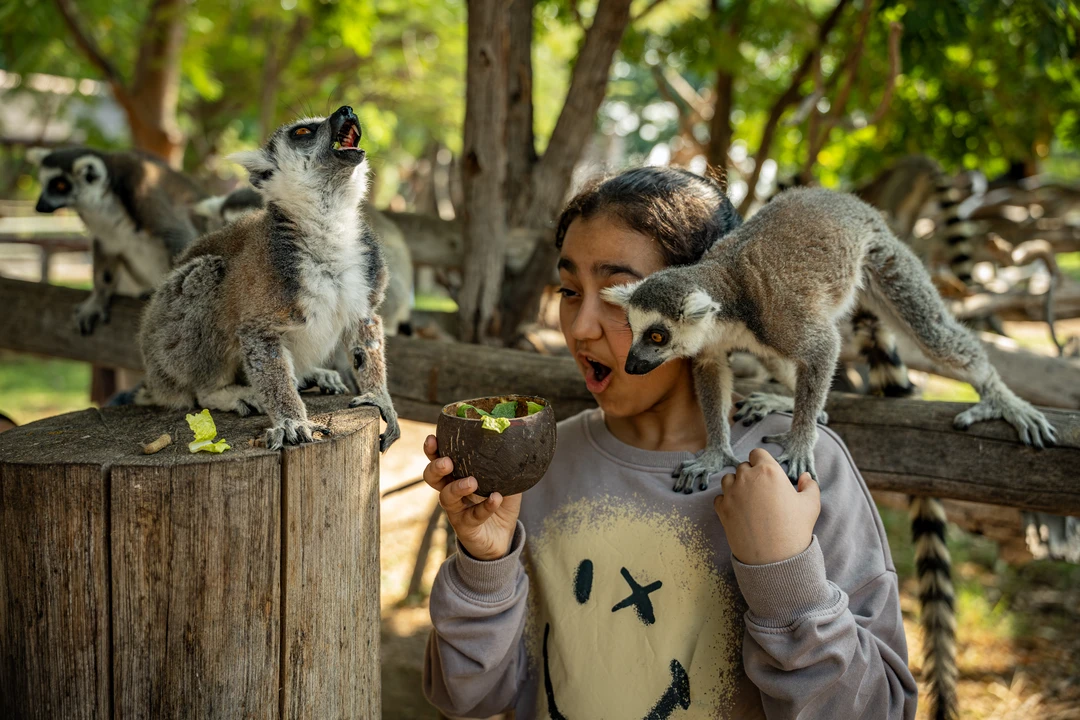 Animal Feeding at Dubai Safari Park