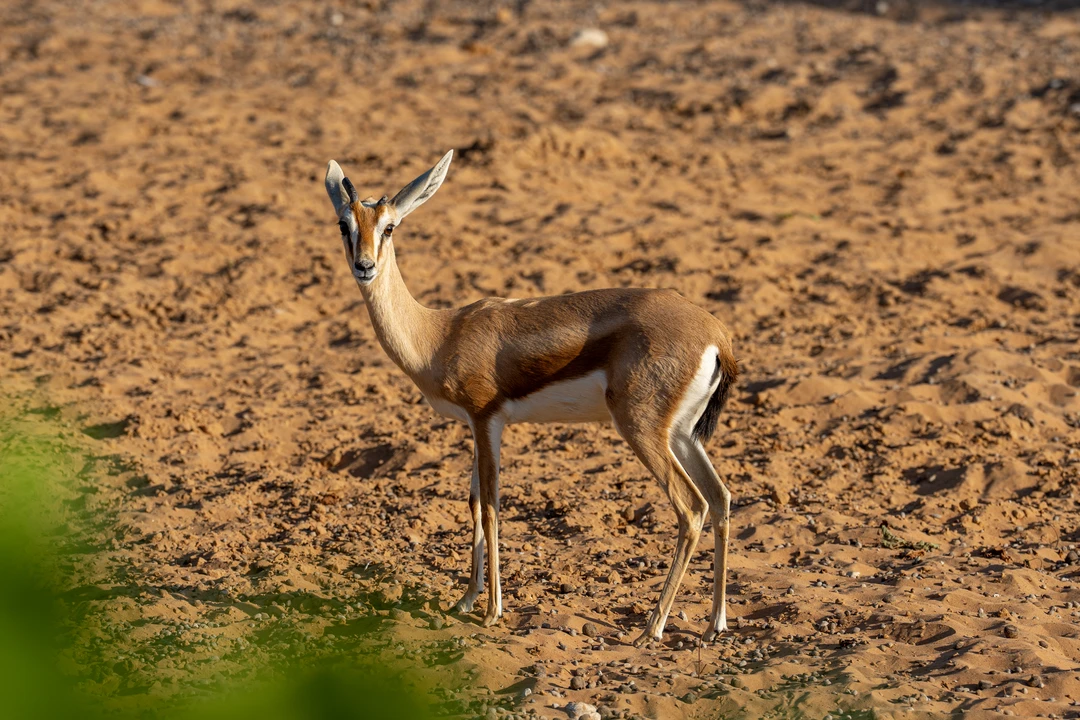 Arabian Desert Safari at Dubai Safari Park
