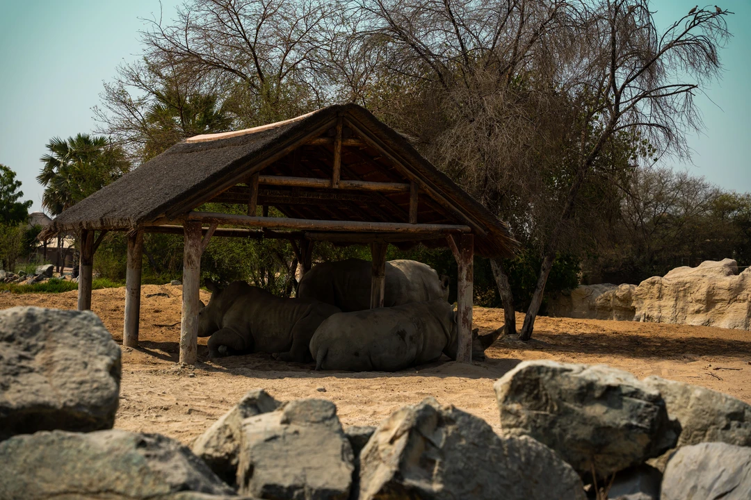 Explorer Village at Dubai Safari Park